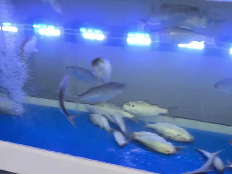 수조 안의 싱싱한 생선들