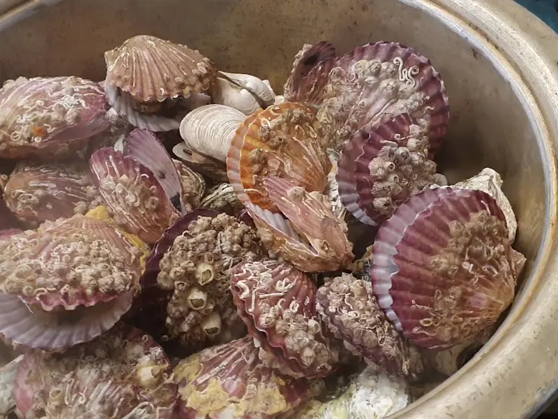 찜통 가득 굴과 가리비