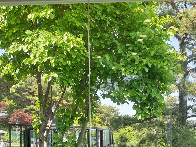 카페 주변을 둘러싼 푸른 나무들