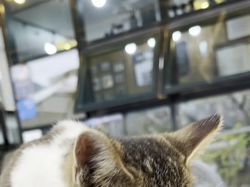 가게 앞에서 낮잠을 자는 고양이