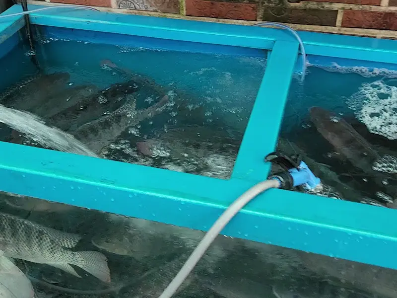 싱싱한 송어들이 헤엄치는 수조