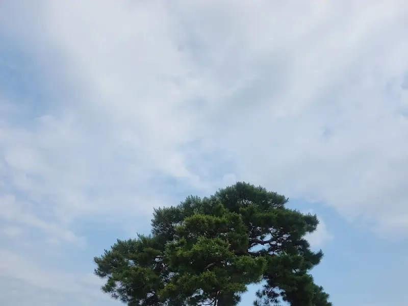 푸른 하늘과 나무