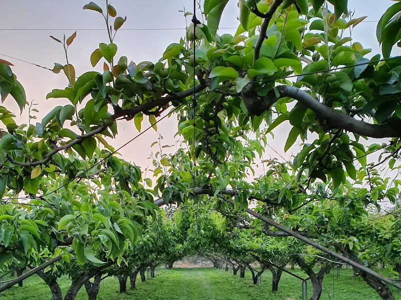 배나무 과수원 풍경