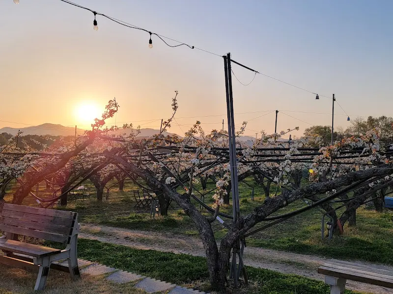 배꽃이 핀 과수원 풍경