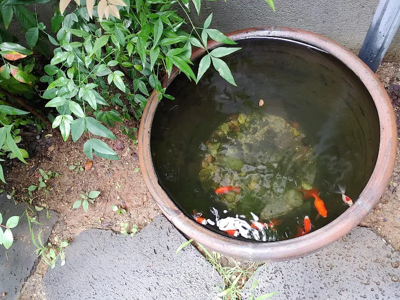 식당 앞 작은 연못