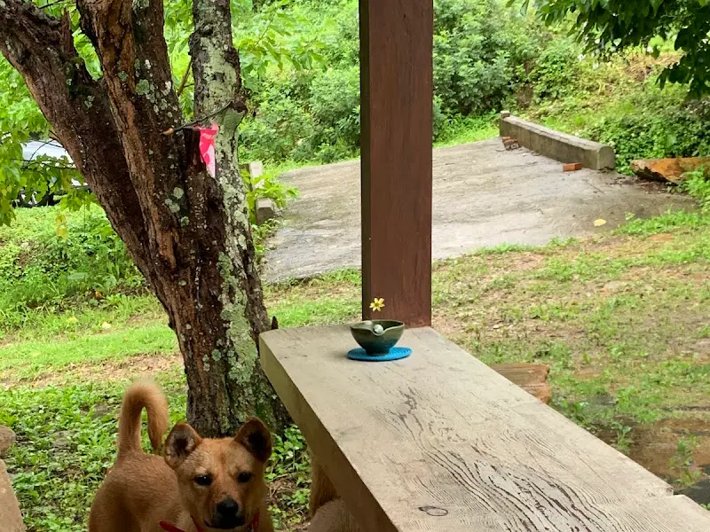 테이블 위에 놓인 작은 화분과 강아지의 모습