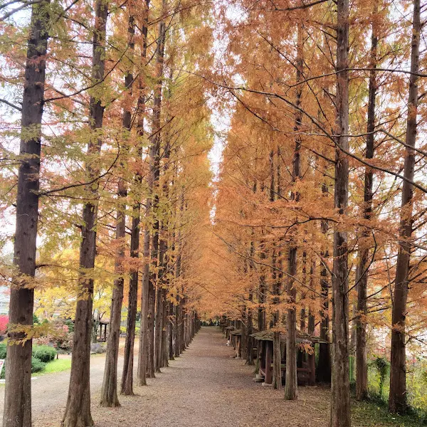 메타세쿼이아 길