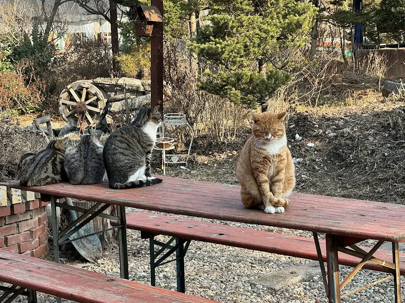 정원의 고양이들