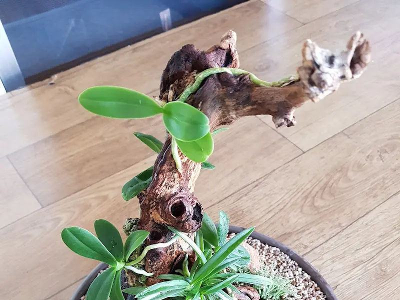 매장 내 장식된 화분