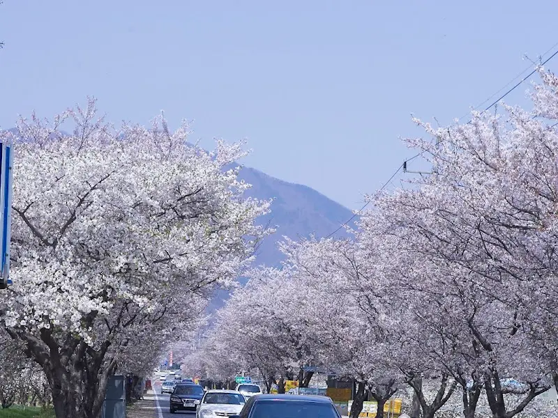 이화가든 앞 벚꽃길