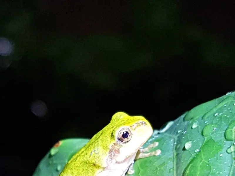 매장 밖에 있는 개구리