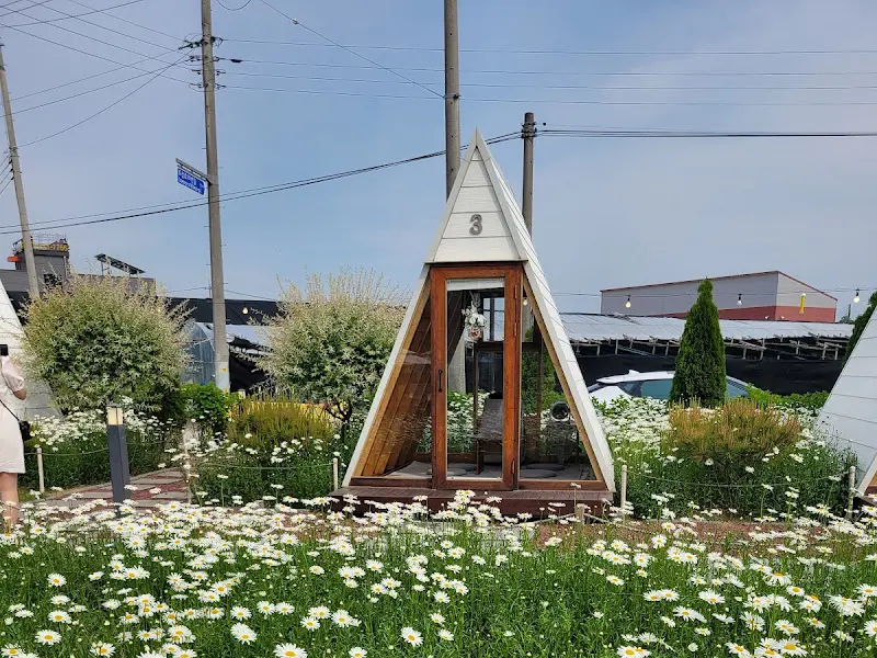 데이지 꽃밭 한가운데에 위치한 A자형 오두막