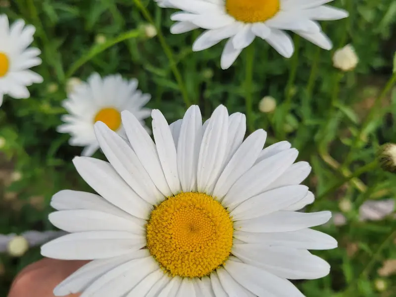 클로즈업으로 촬영한 샤스타데이지의 모습