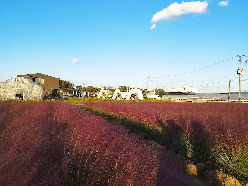 핑크뮬리가 심어진 밭 너머로 보이는 A자형 오두막