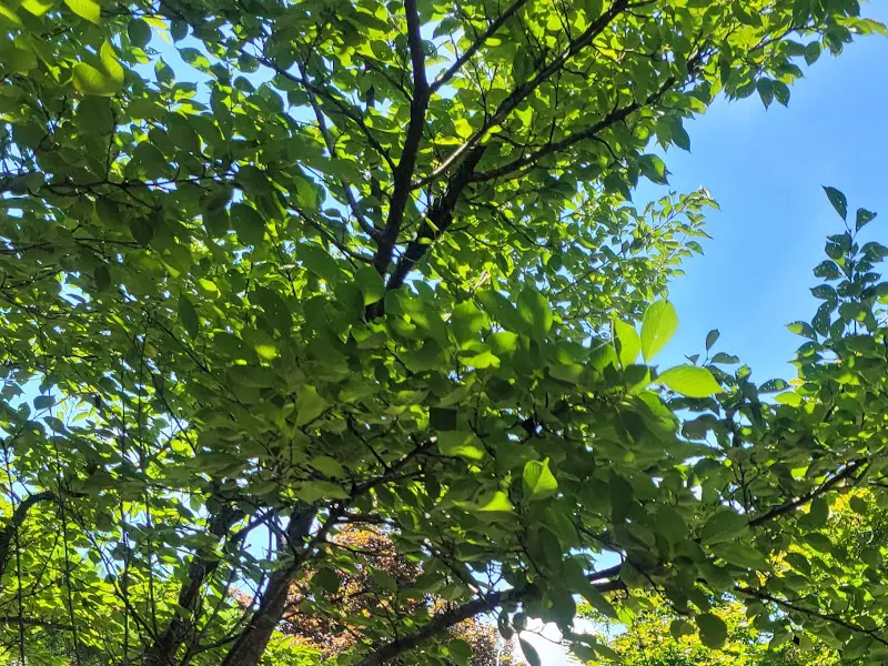 식당 주변 풍경