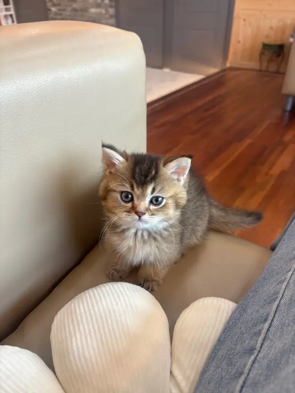 다양한 종류의 빵