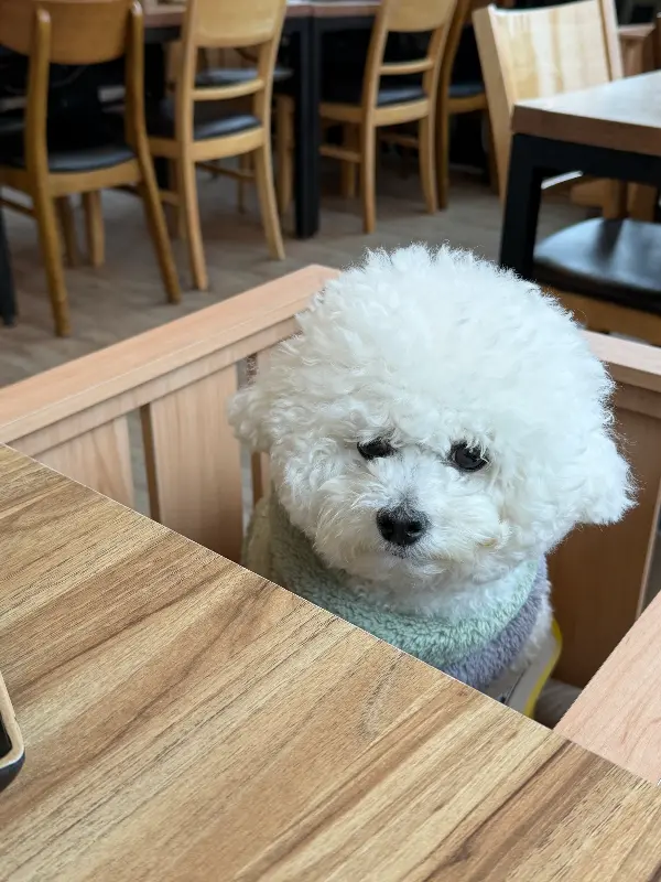 테이블 옆 케이지 안에서 얌전히 앉아있는 강아지