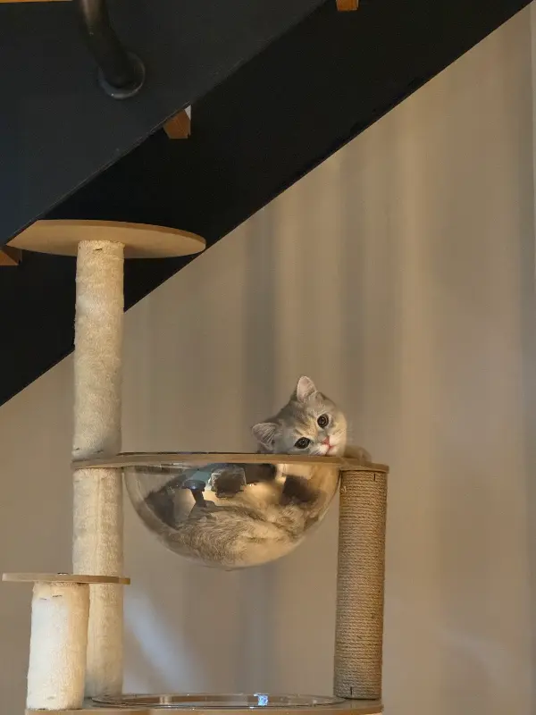 가게에 사는 고양이