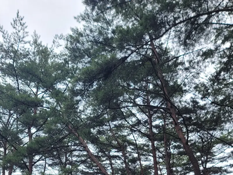 울창한 소나무 숲