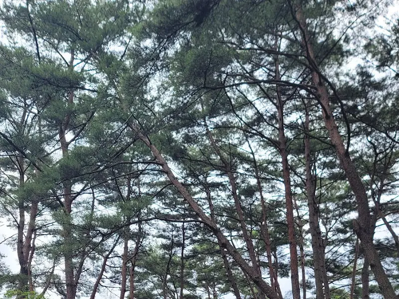 소나무 숲