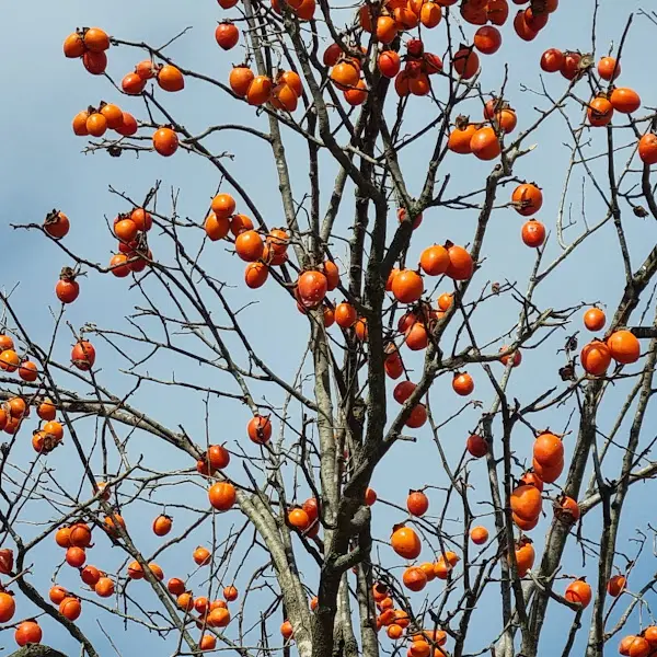 탐스럽게 열린 감