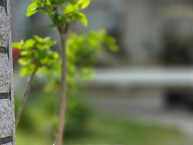 카페 뒤편 정원에 핀 꽃