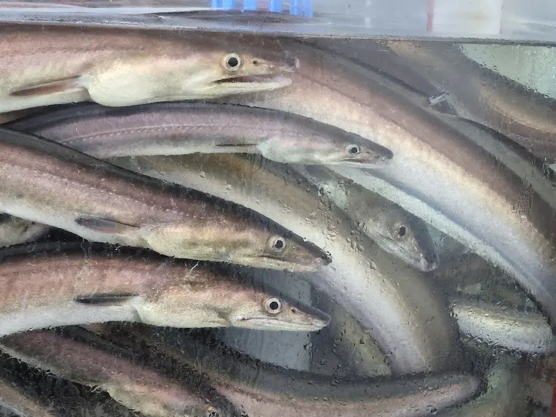 싱싱한 붕장어가 가득한 수조