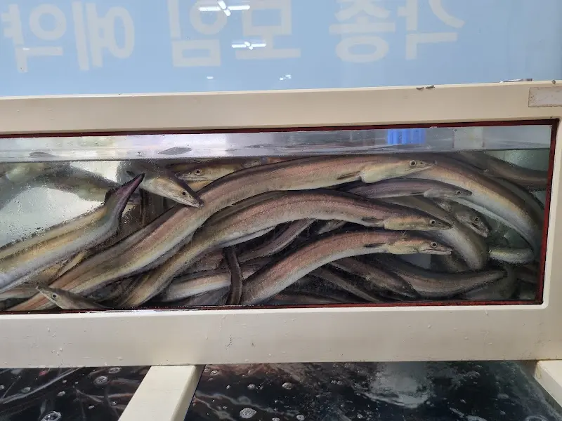 수조 안의 붕장어들