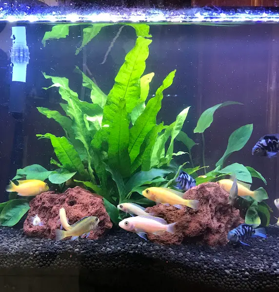 피자집 내부의 수족관