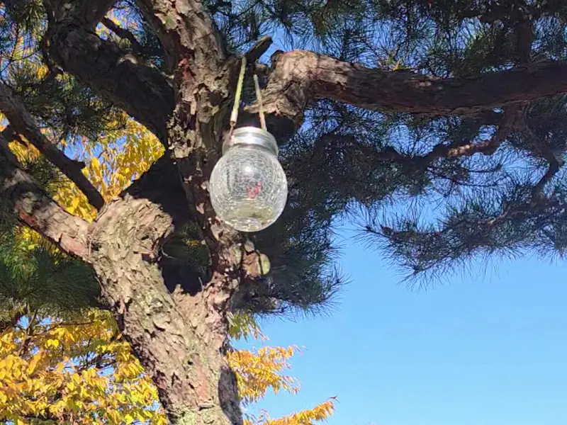 나뭇가지에 달린 조명