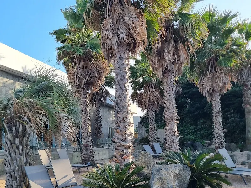 카페 앞 야자수 풍경