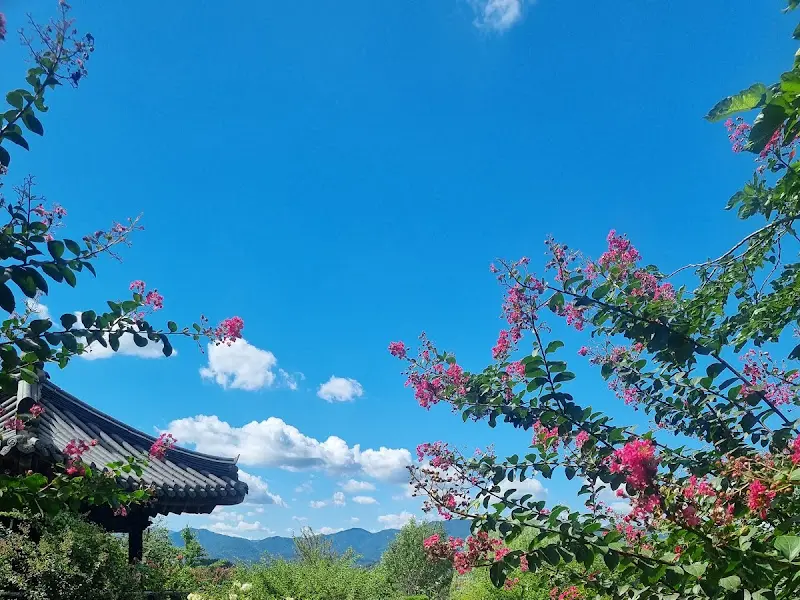 꽃자리에서 바라본 하늘