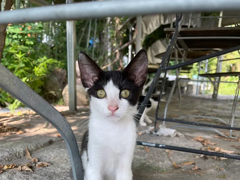 마당에서 뛰어노는 고양이