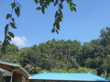 청양 장평, 추억 소환! 정겨운 시골 맛집에서 고추장찌개 한 판 때려봐yo!