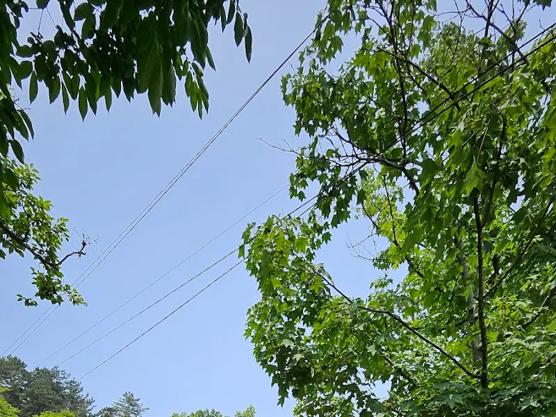 하늘을 향해 뻗은 나무가지들