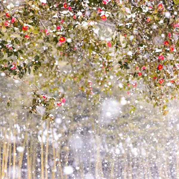 장흥의 아름다운 설경