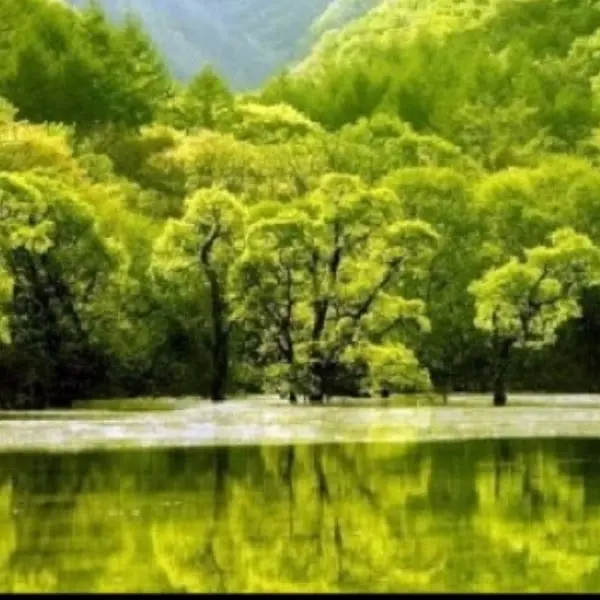 초록색 숲과 잔잔한 호수가 어우러진 아름다운 풍경 사진