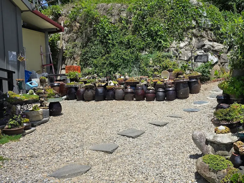 식당 주변의 다육이 화분