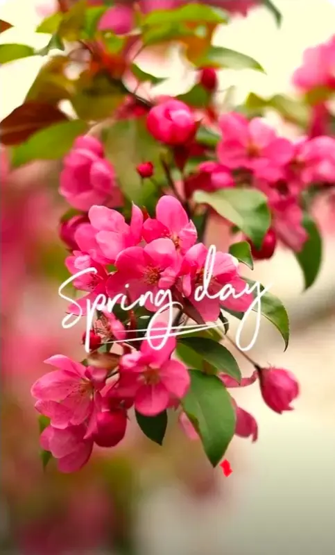 맛깔스러운 양념 삼겹살