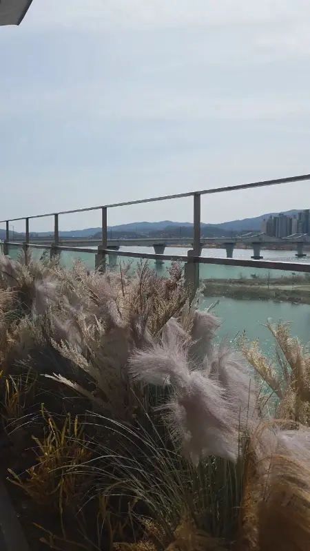 강가에 펼쳐진 갈대밭