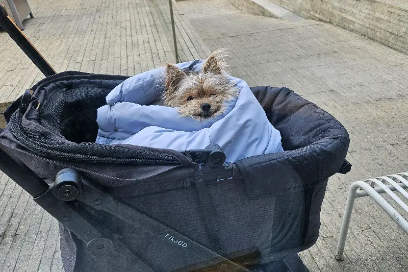 강아지 동반 가능한 테라스