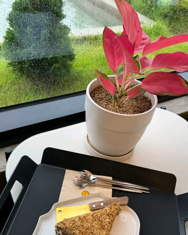 테이블 위의 디저트와 화분