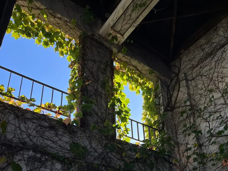 담쟁이 덩굴이 뒤덮인 외관