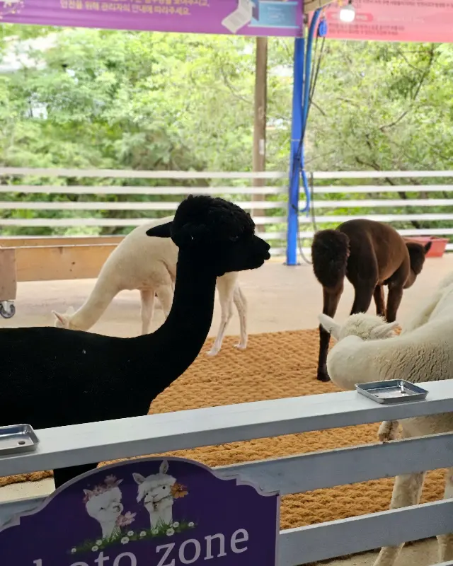 울타리 안에서 풀을 뜯어먹고 있는 알파카들