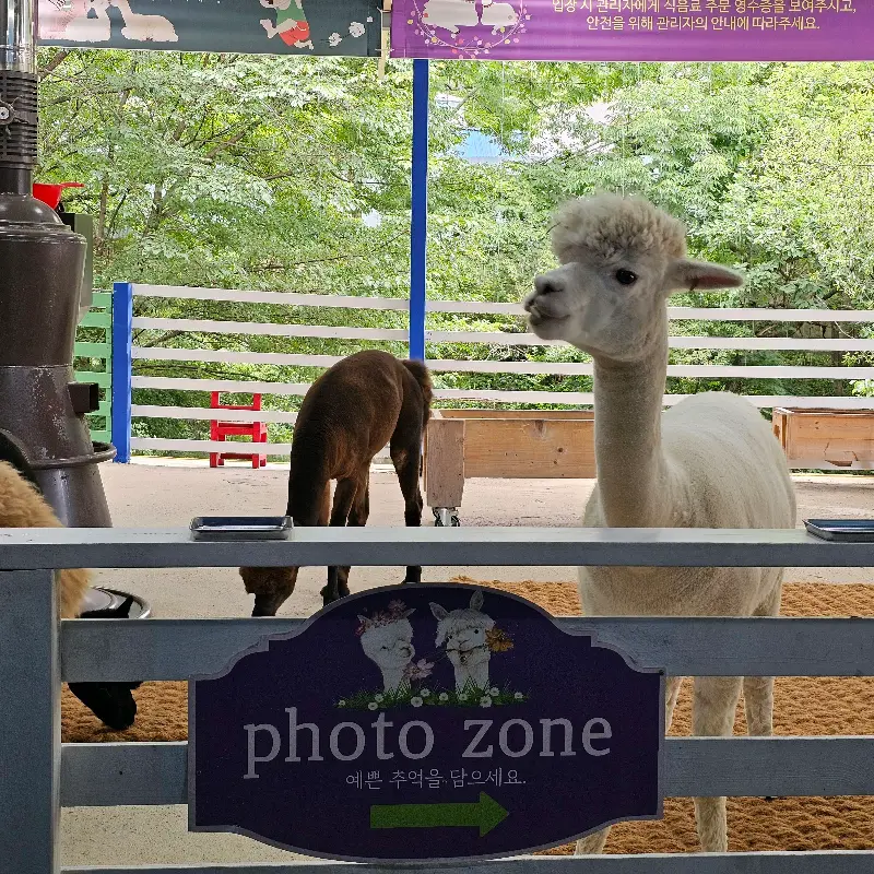 Photo zone 표지판 옆에서 카메라를 응시하는 알파카