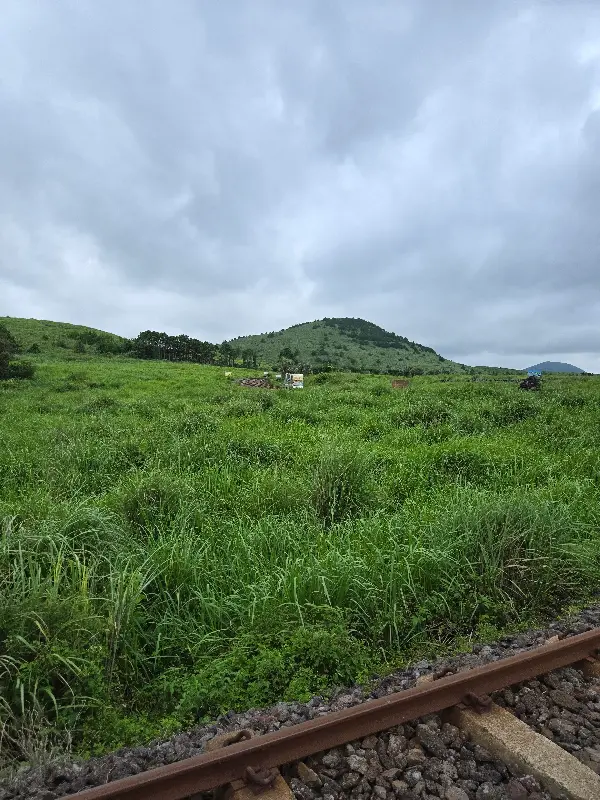 푸르른 들판과 뭉게구름