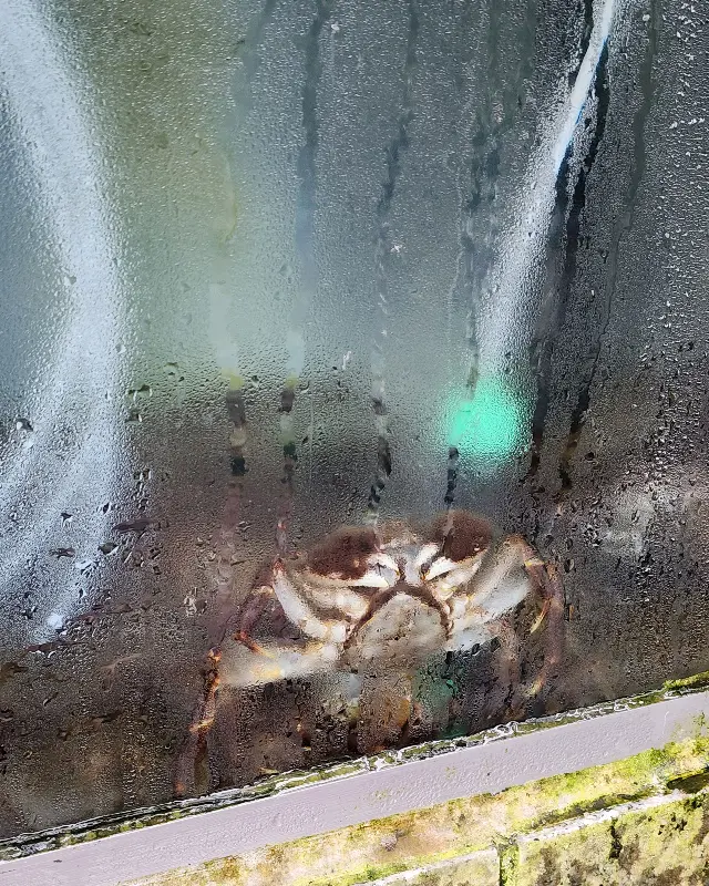 수족관 속 참게