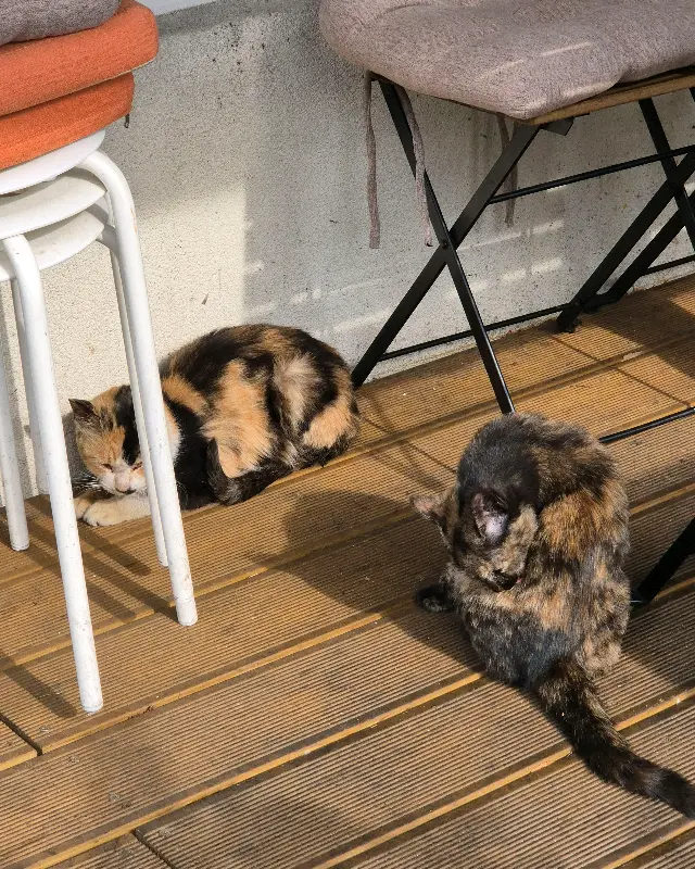 울랄라베이커리 야외 테이블의 고양이들