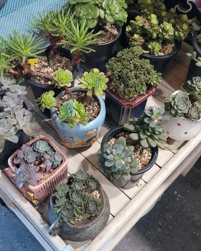 카운터 옆 화분