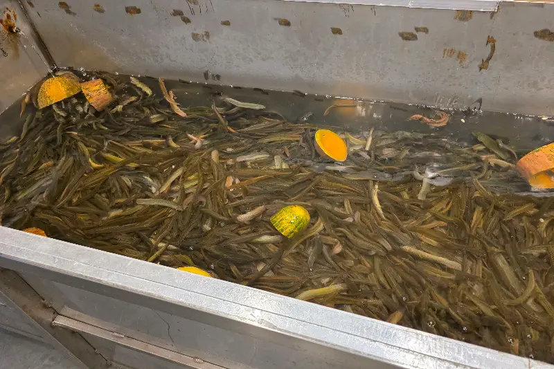 미꾸라지 양식장